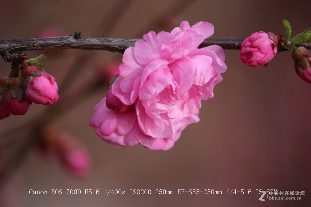 700D 55-250STM镜头