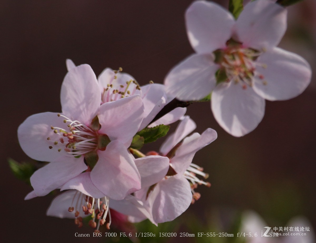 700D 55-250STM镜头