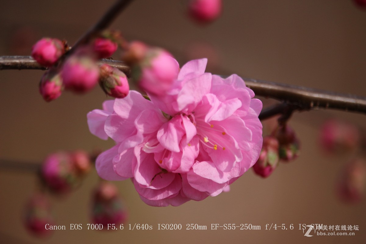 700D 55-250STM镜头