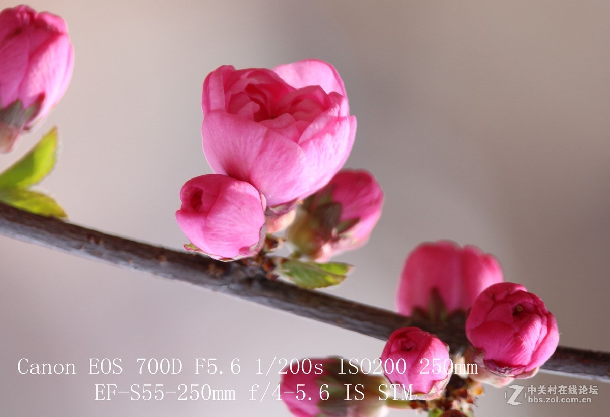 700D 55-250STM镜头