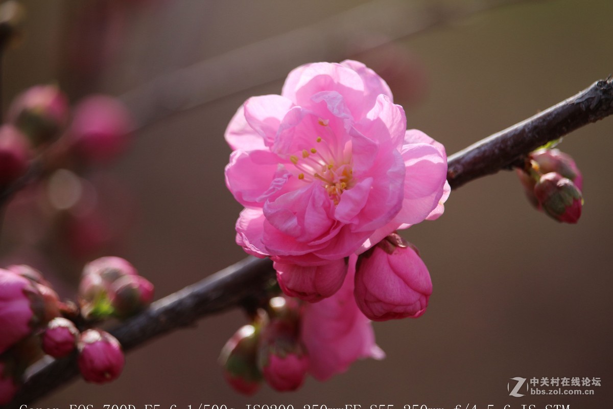 700D 55-250STM镜头