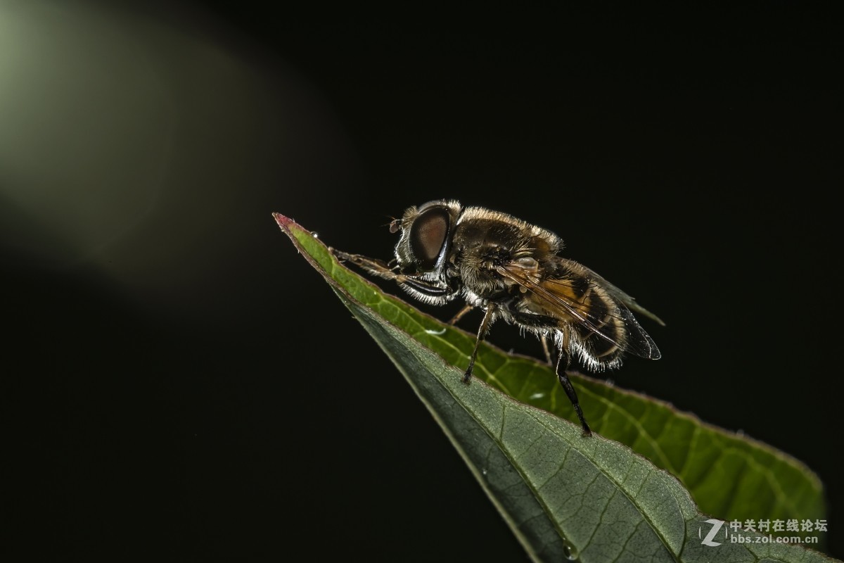 虫趣(豆娘、蟹蛛、食芽蝇等)