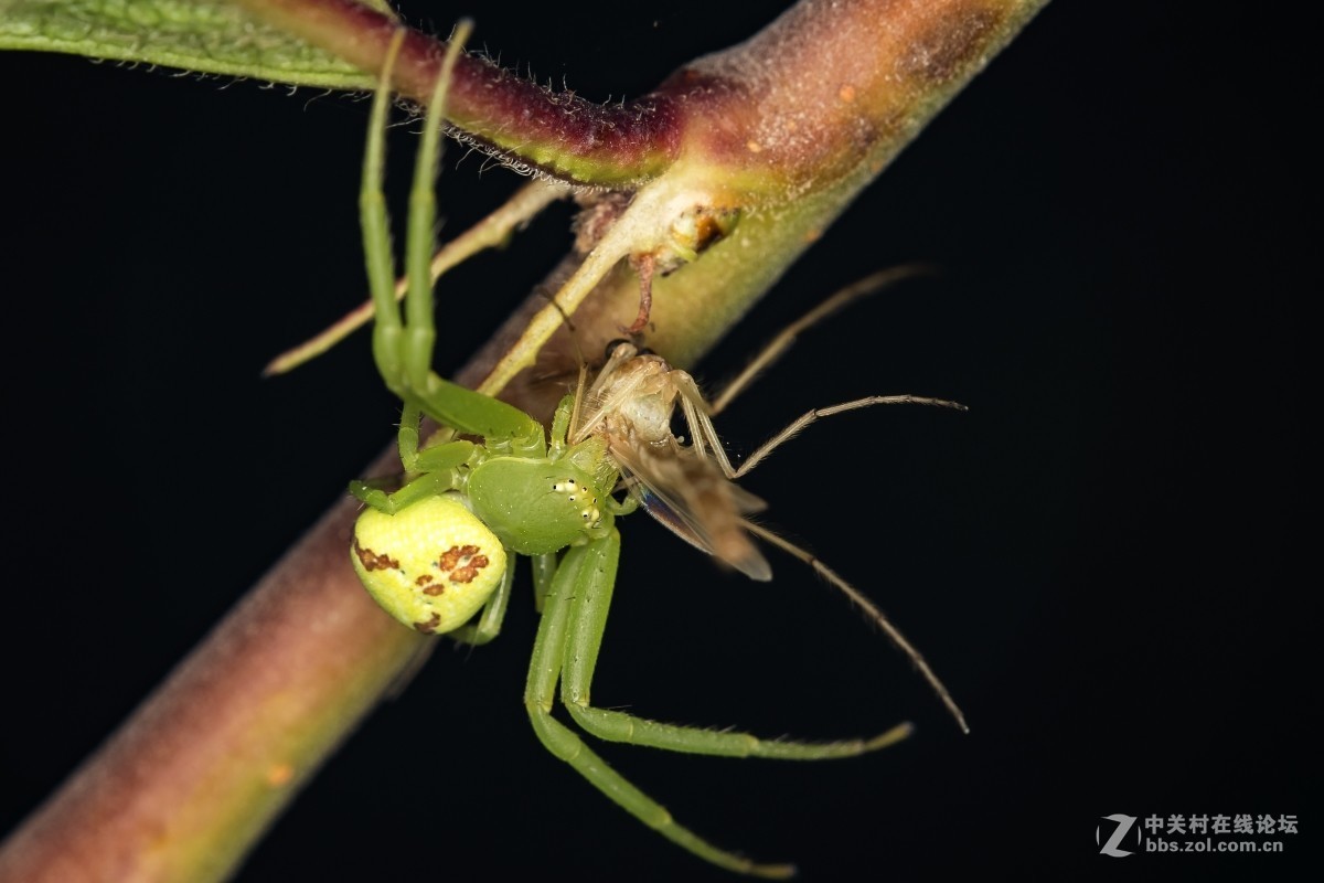 虫趣(豆娘、蟹蛛、食芽蝇等)