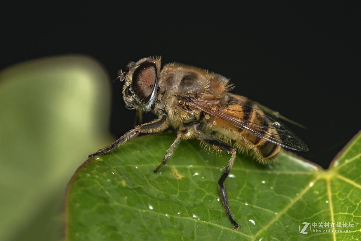 虫趣(豆娘、蟹蛛、食芽蝇等)