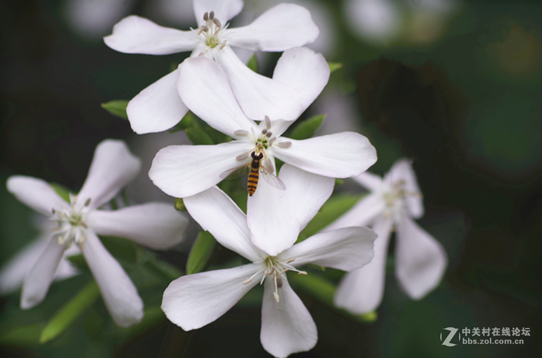 百花盛开石碱花