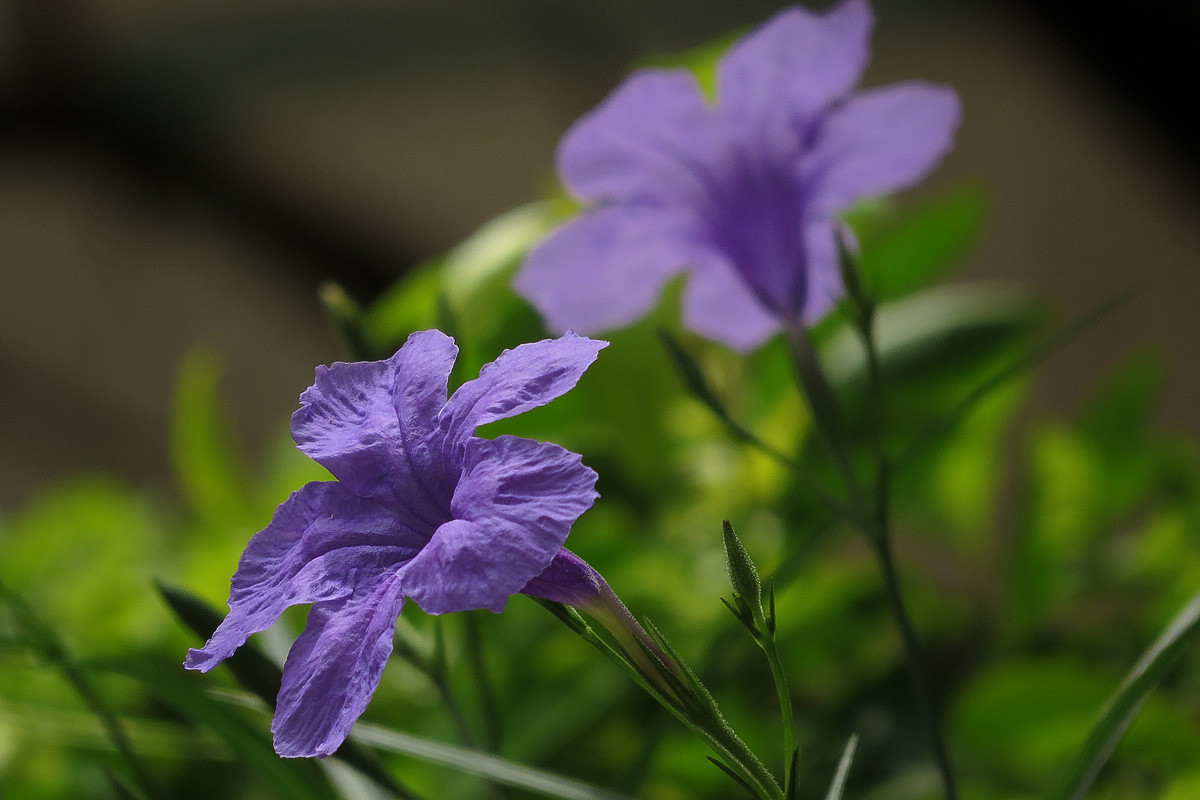 蘭花草