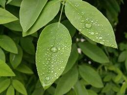 雨后的小乐趣