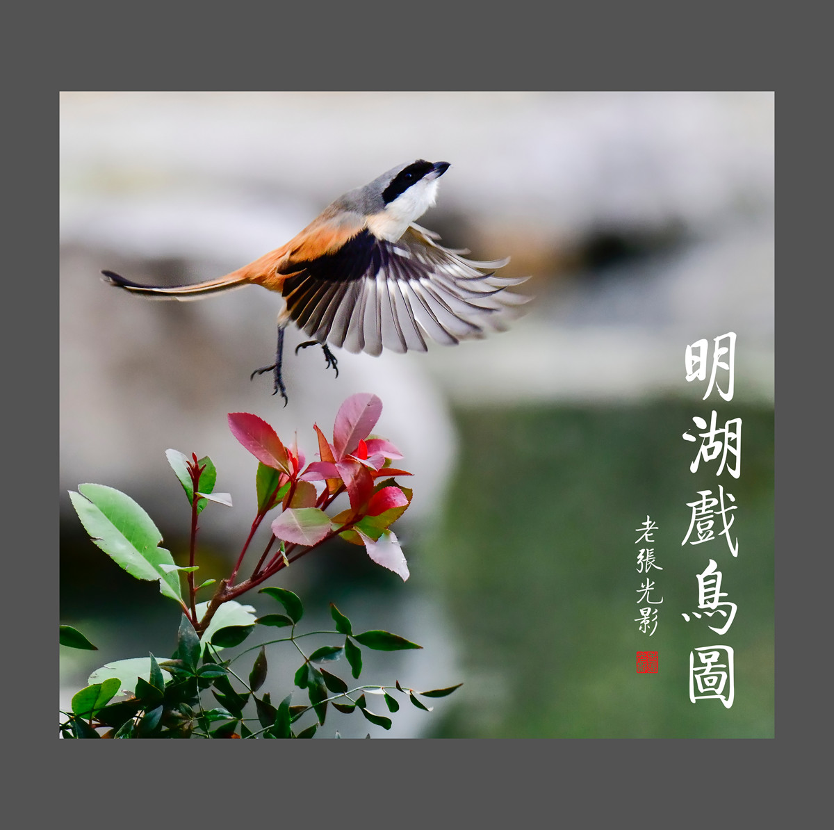 【老张光影】明湖戏鸟图