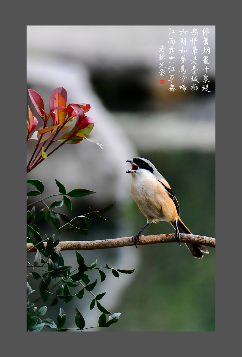 【老张光影】明湖戏鸟图