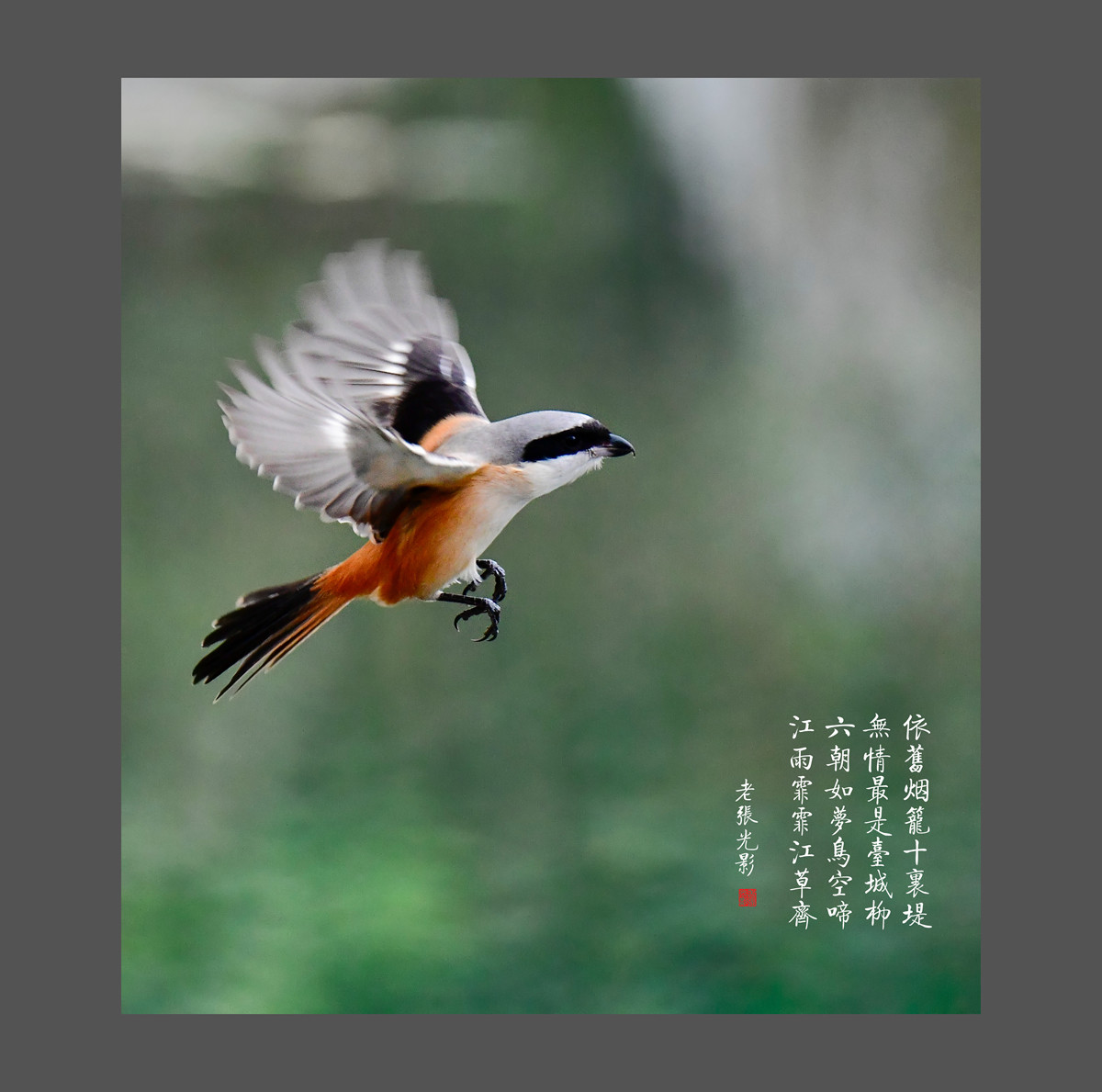 【老张光影】明湖戏鸟图