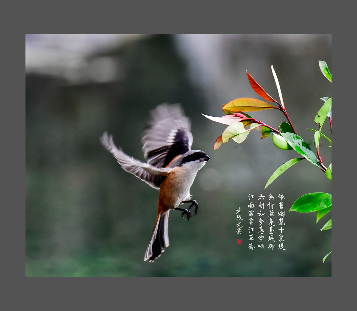 【老张光影】明湖戏鸟图