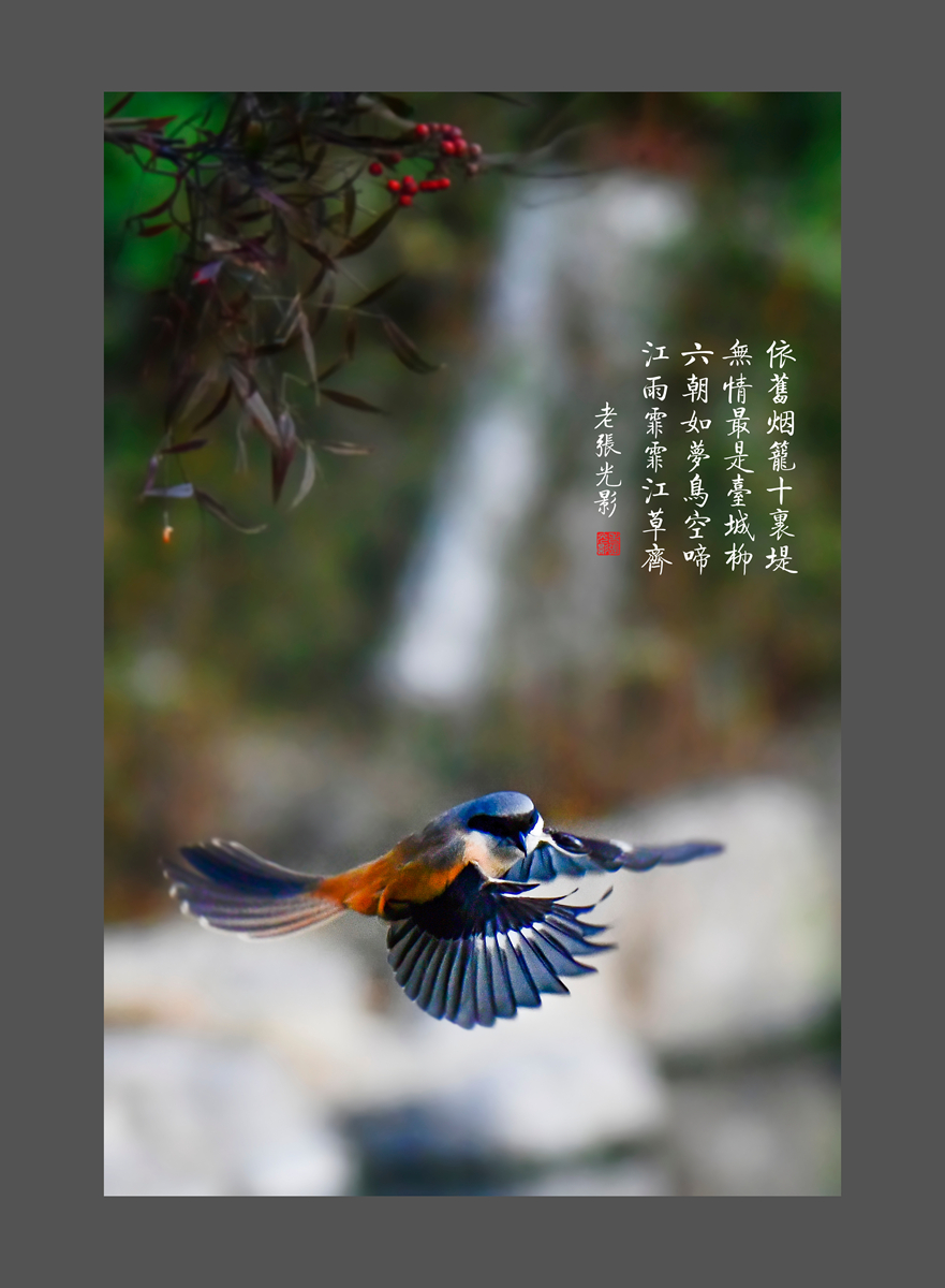 【老张光影】明湖戏鸟图