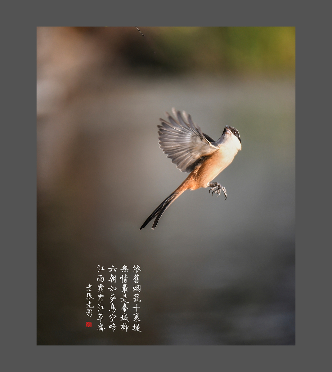 【老张光影】明湖戏鸟图