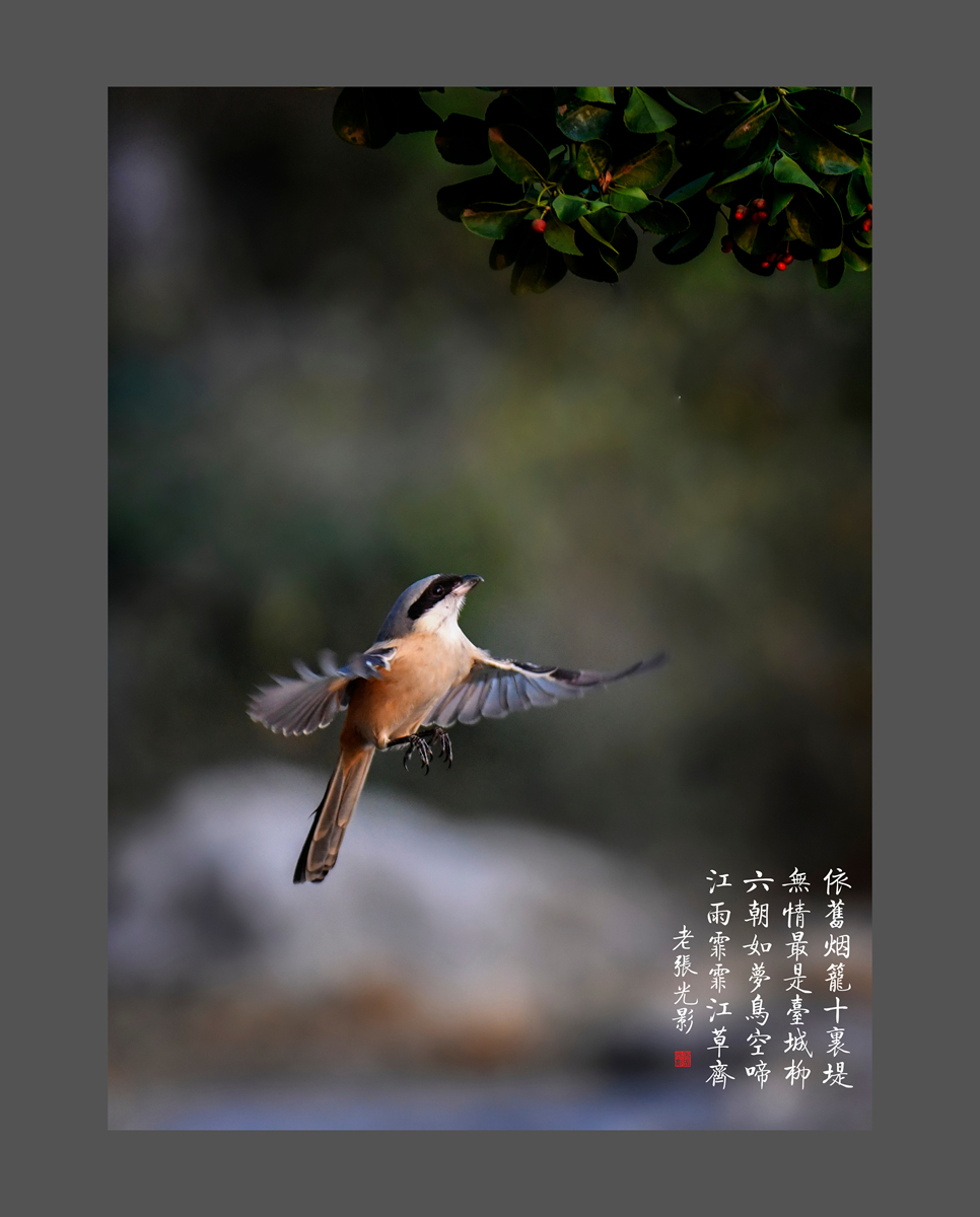 【老张光影】明湖戏鸟图