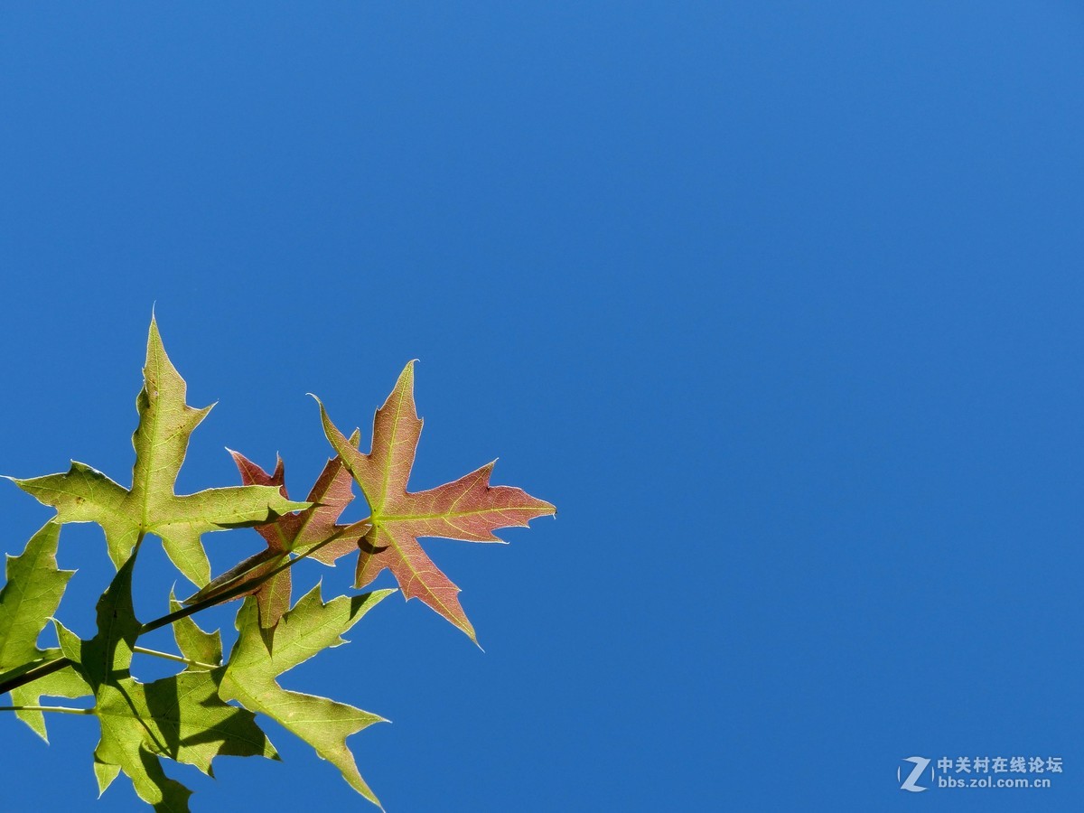 水边随拍，请多多指教。