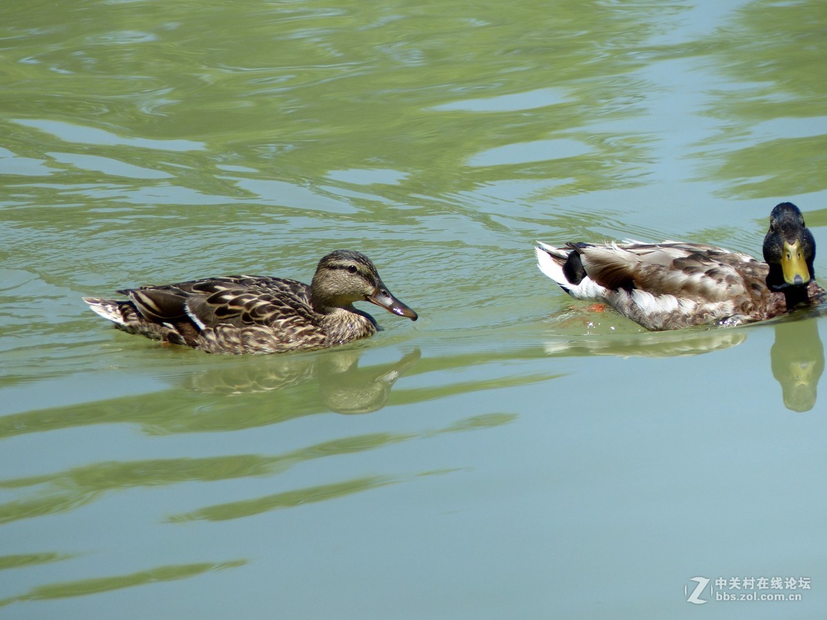 水边随拍，请多多指教。