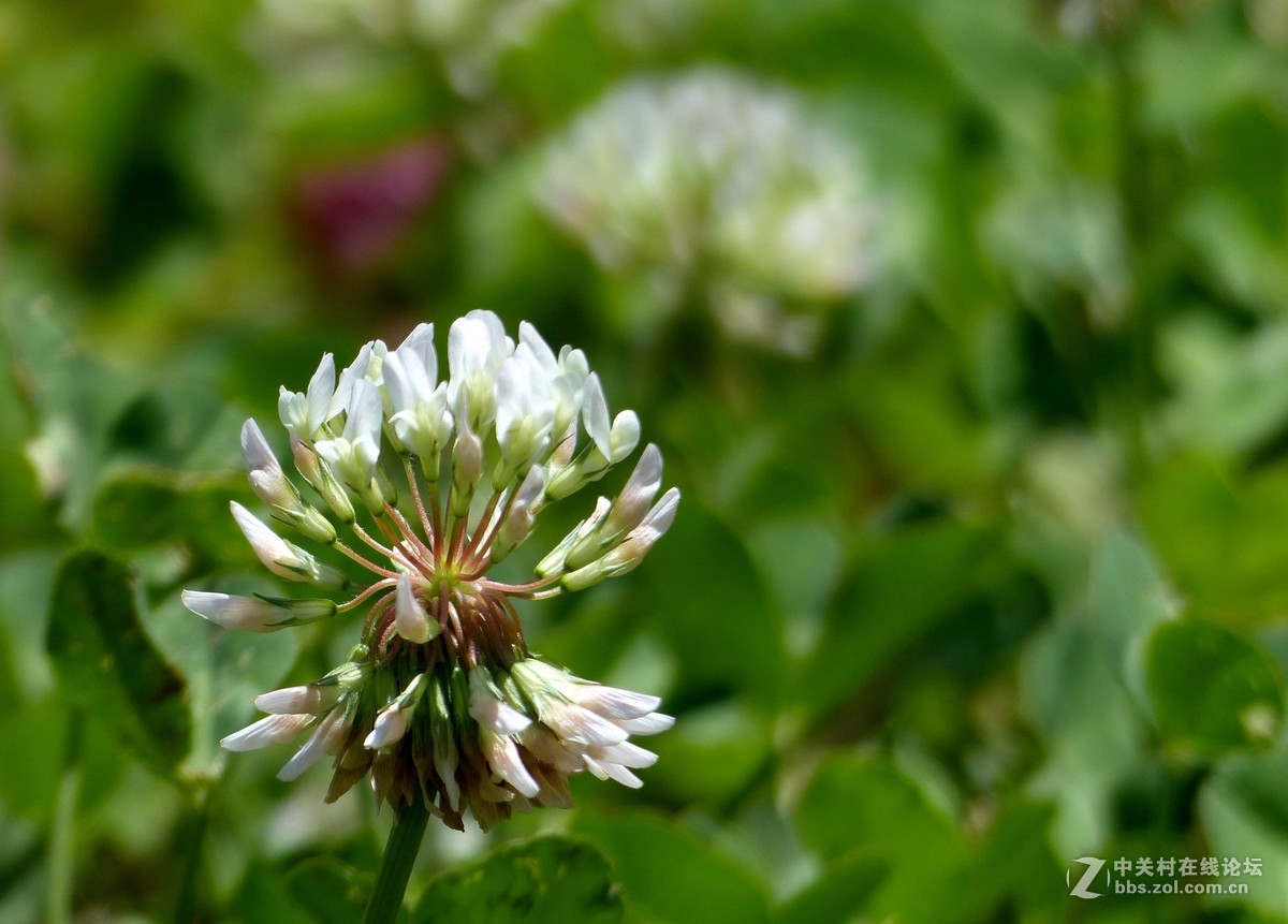 水边随拍，请多多指教。