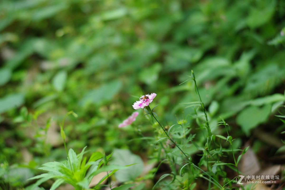 又泡泡植物园子