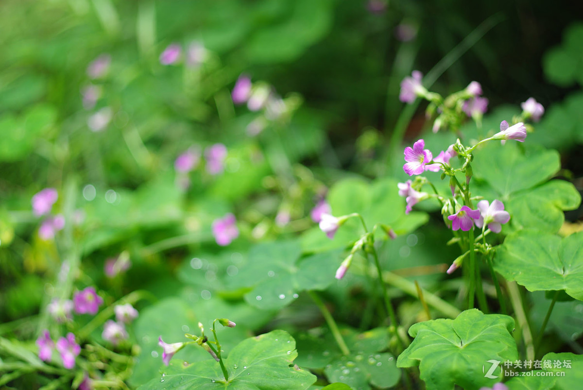 又泡泡植物园子