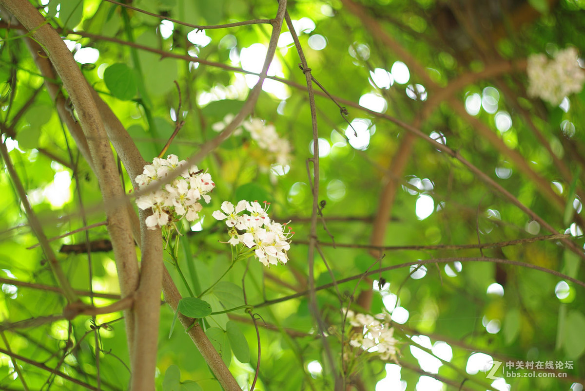 又泡泡植物园子