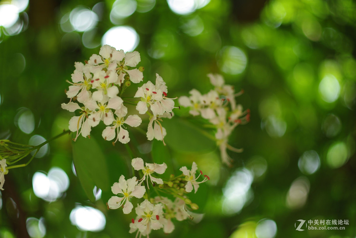 又泡泡植物园子