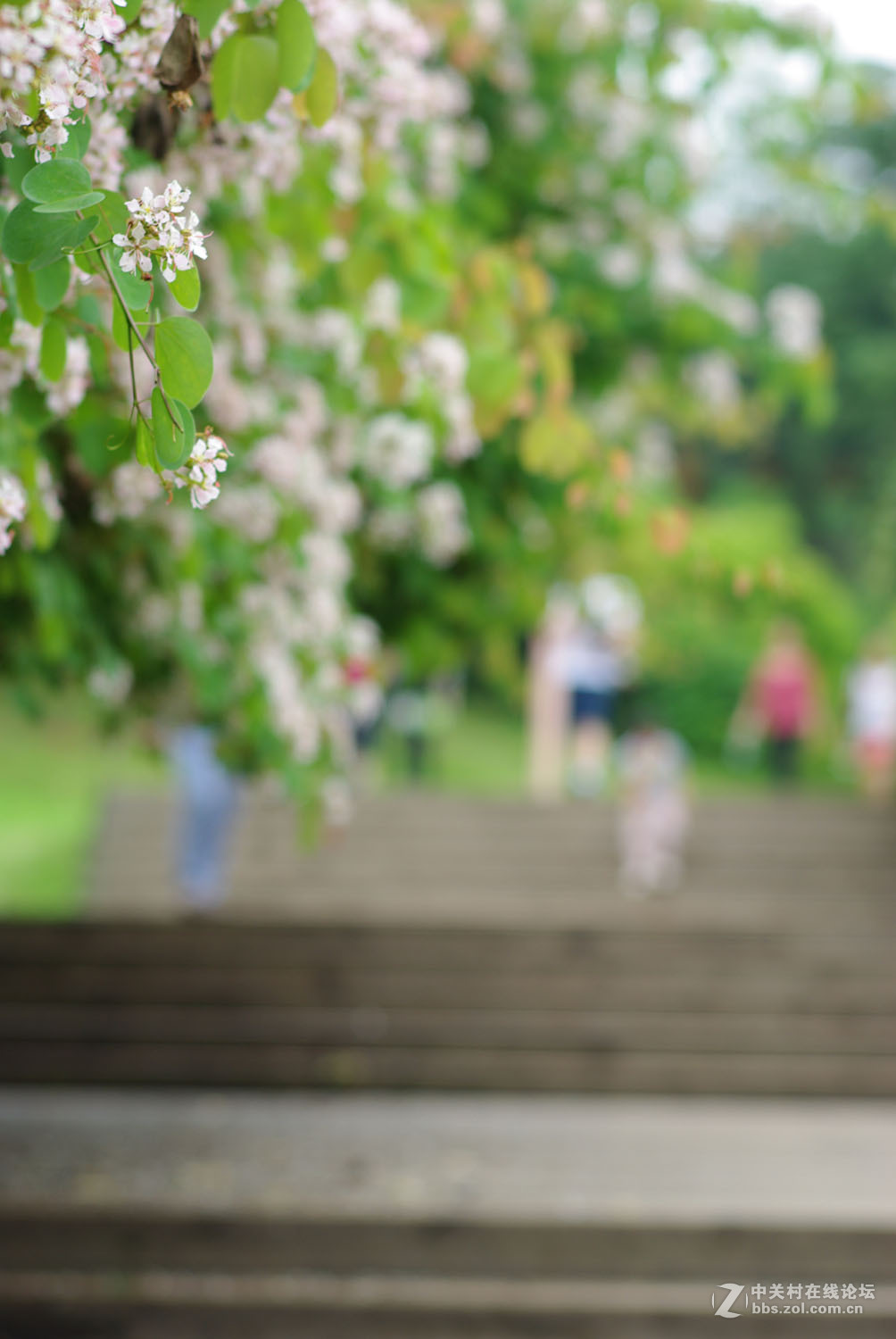 又泡泡植物园子