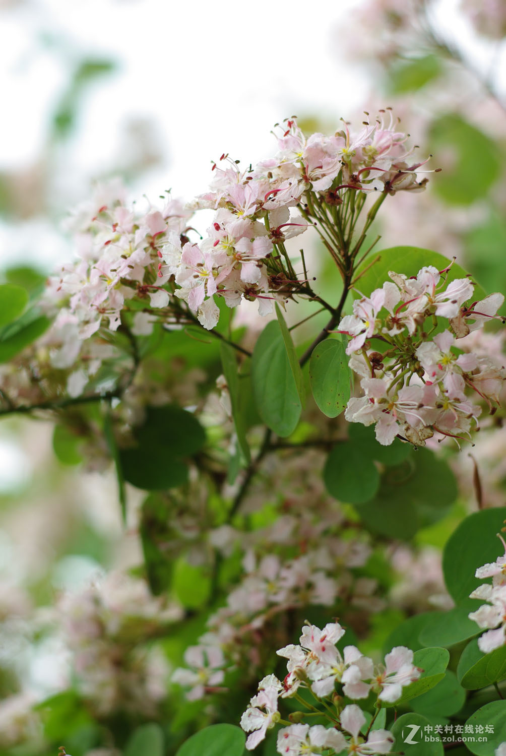 又泡泡植物园子