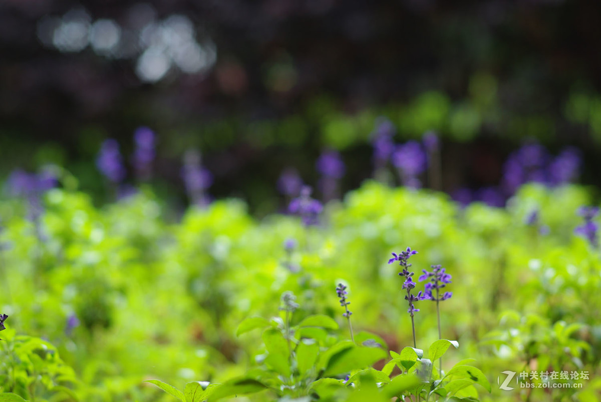 又泡泡植物园子