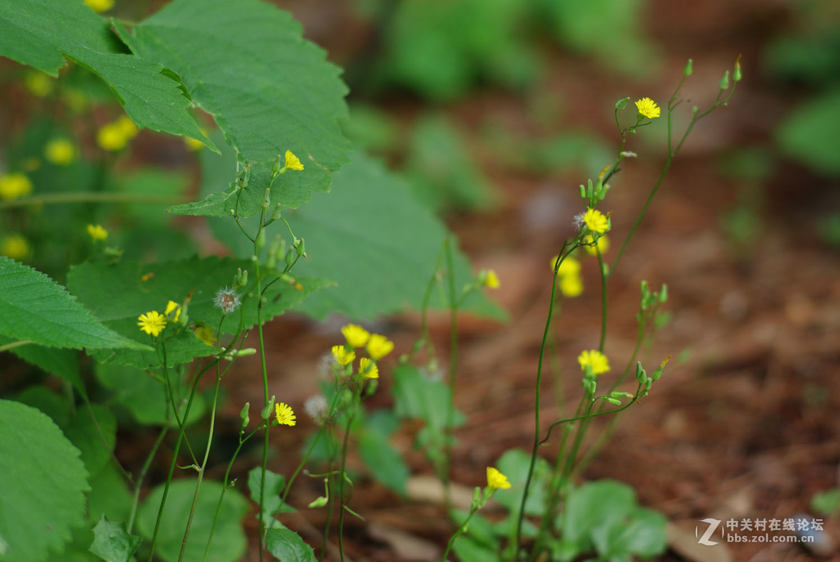 又泡泡植物园子