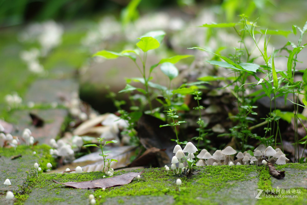 又泡泡植物园子