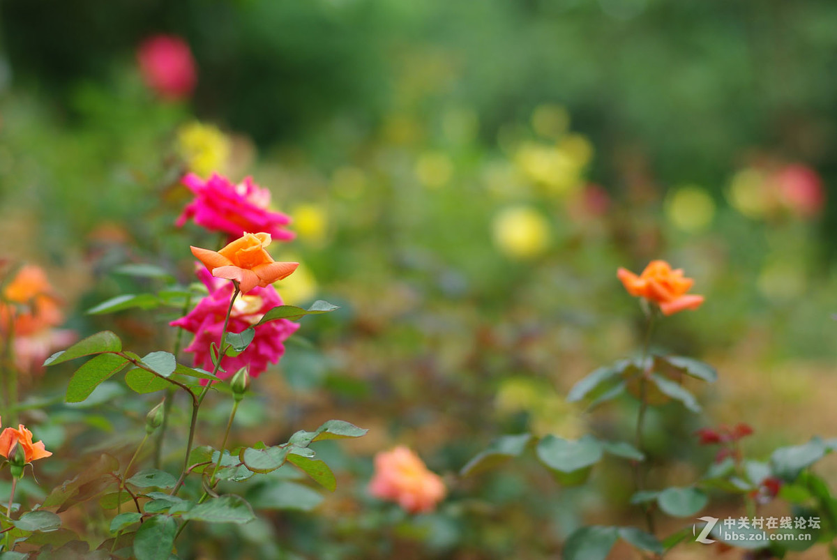 又泡泡植物园子