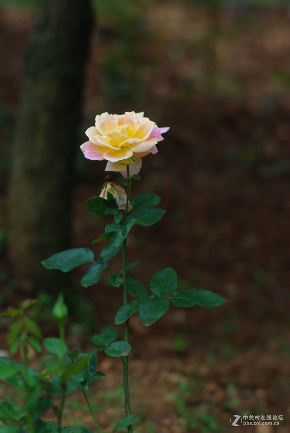又泡泡植物园子