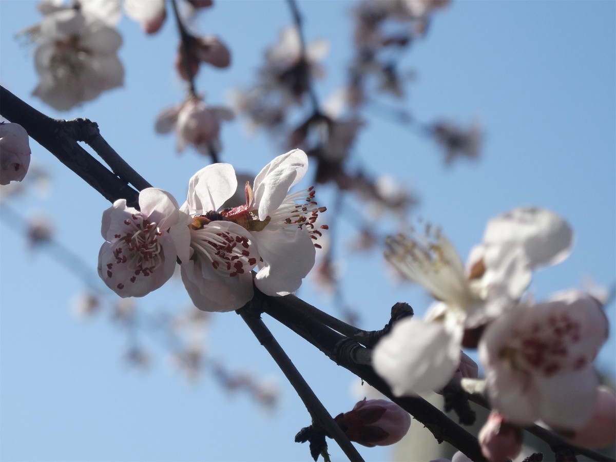 早春之花