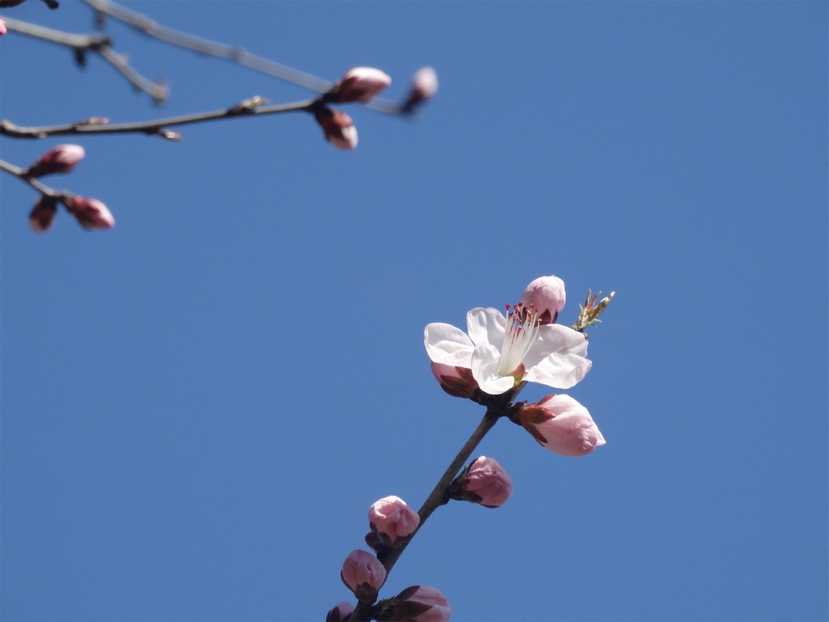 早春之花