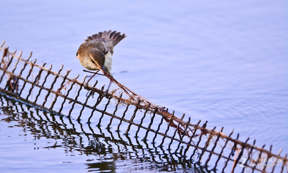 取材筑巢的大苇莺