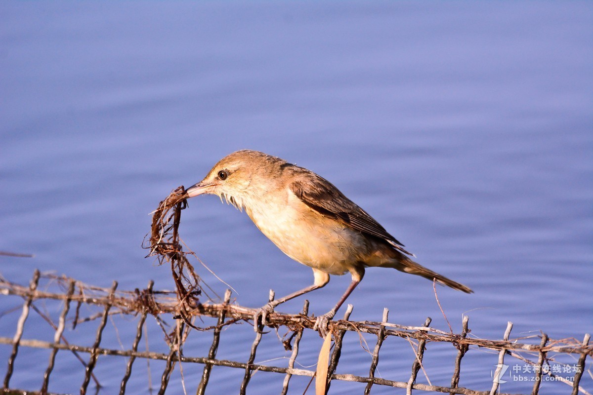 取材筑巢的大苇莺