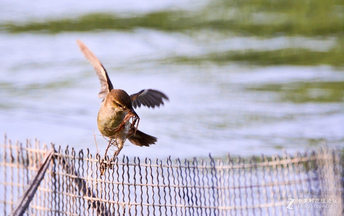 取材筑巢的大苇莺