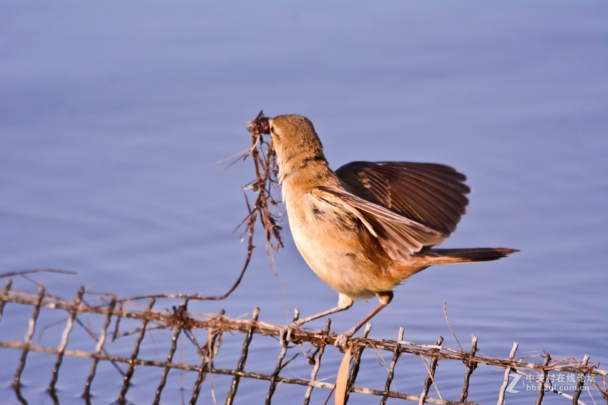 取材筑巢的大苇莺