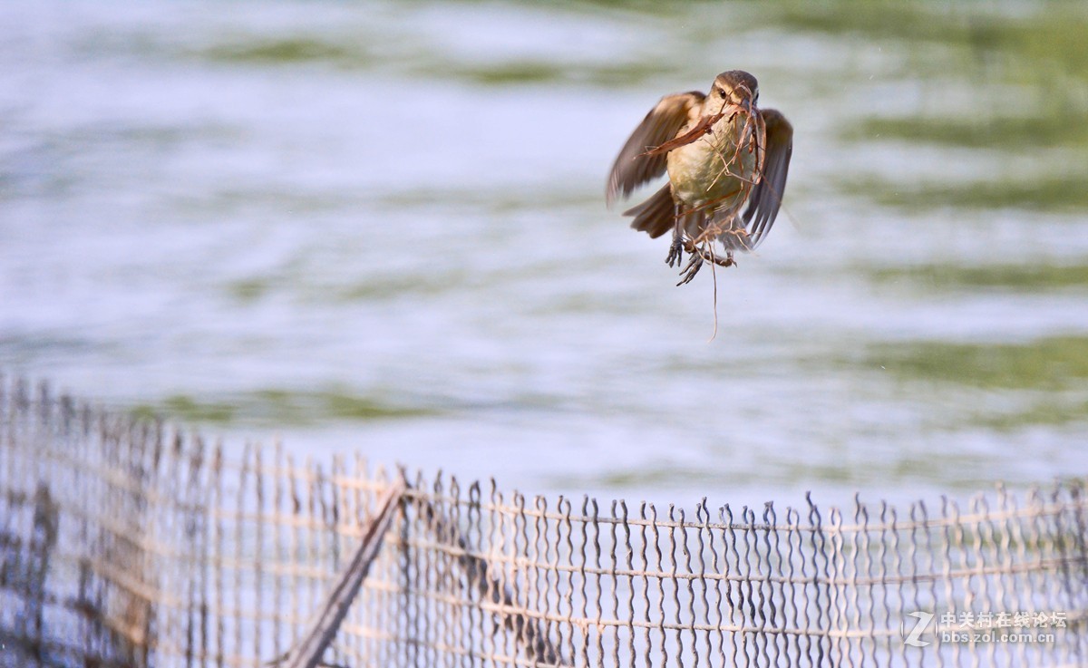 取材筑巢的大苇莺