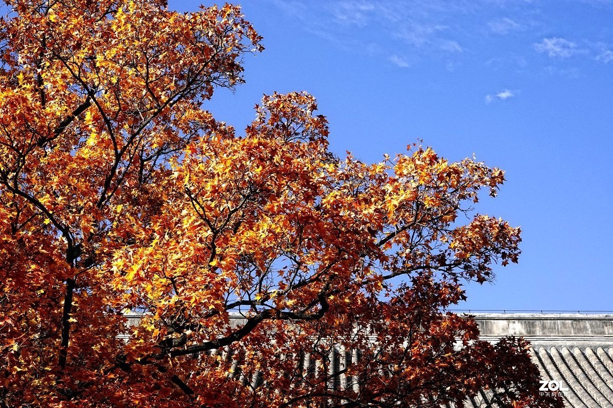 #ZOL月赛晒秋#  魅力香山公园