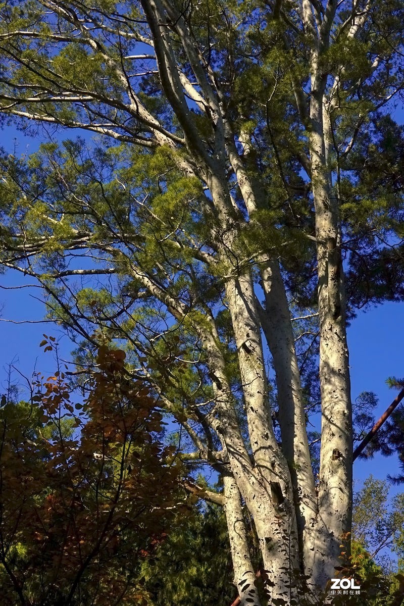 #ZOL月赛晒秋#  魅力香山公园