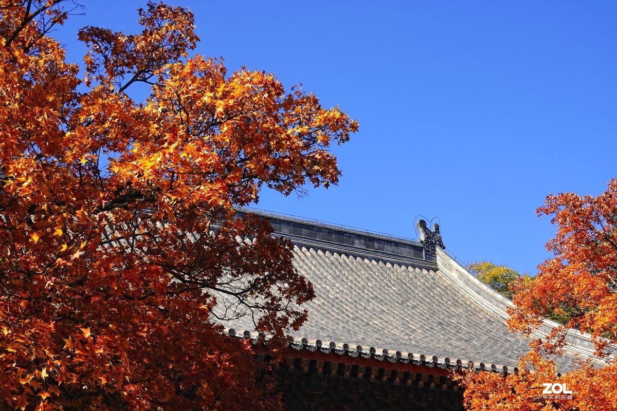 #ZOL月赛晒秋#  魅力香山公园