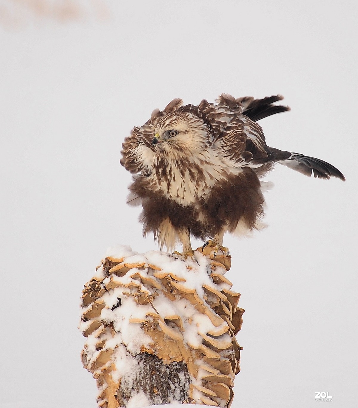 嘚瑟，再嘚瑟也是只鸟，嘚瑟完了跑了