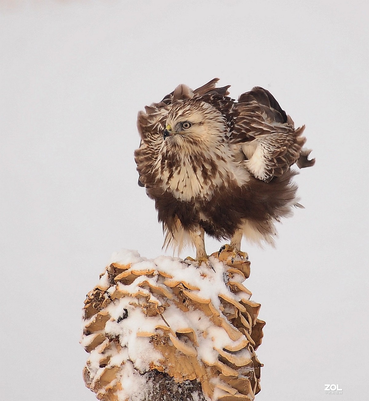 嘚瑟，再嘚瑟也是只鸟，嘚瑟完了跑了