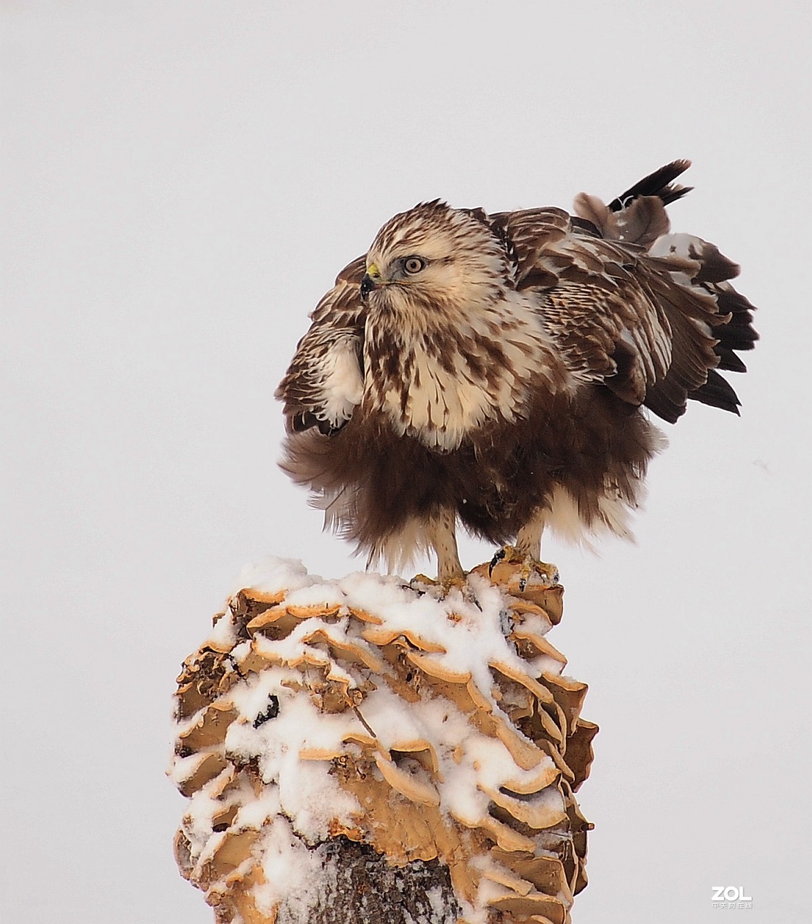 嘚瑟，再嘚瑟也是只鸟，嘚瑟完了跑了