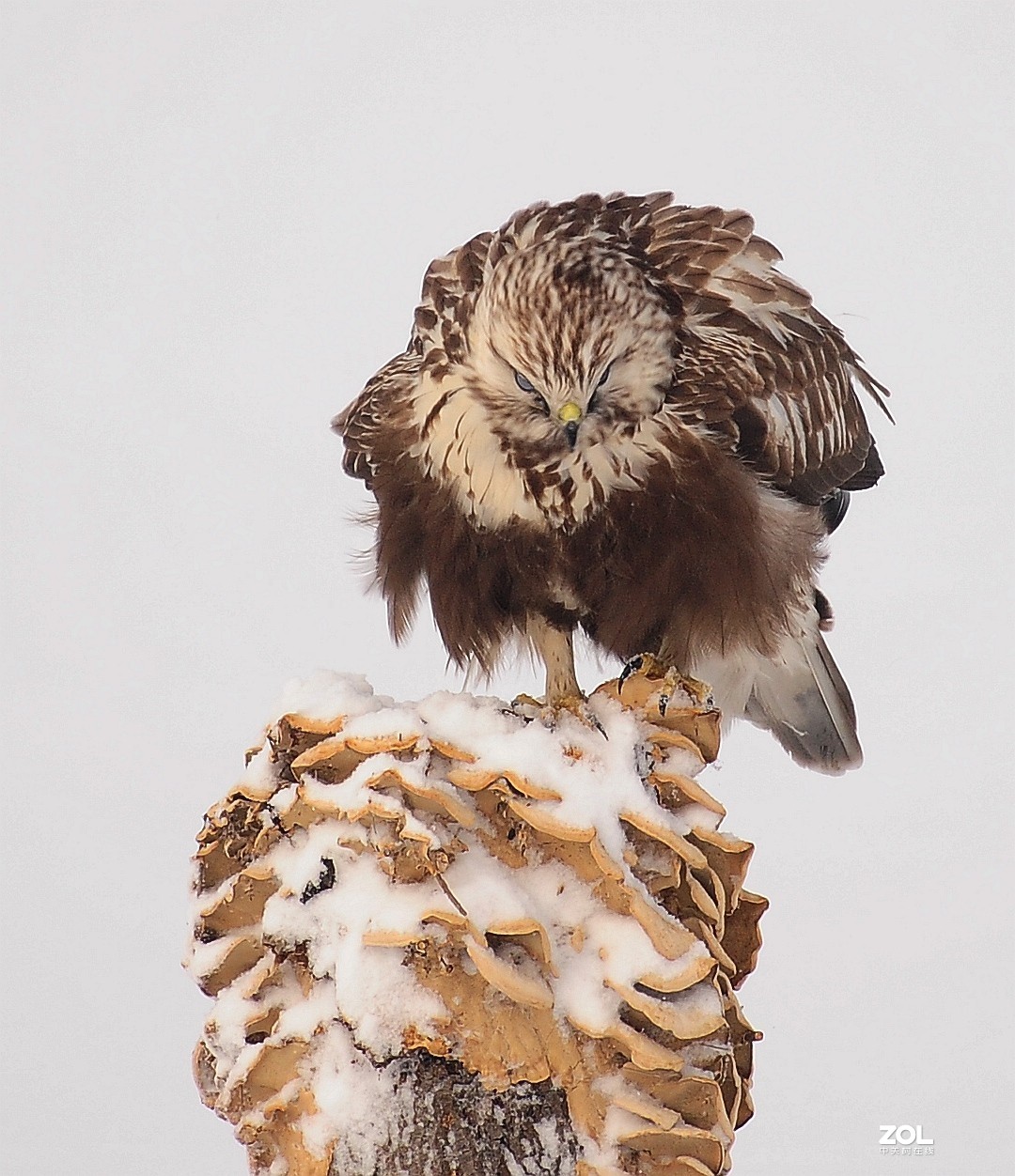 嘚瑟，再嘚瑟也是只鸟，嘚瑟完了跑了