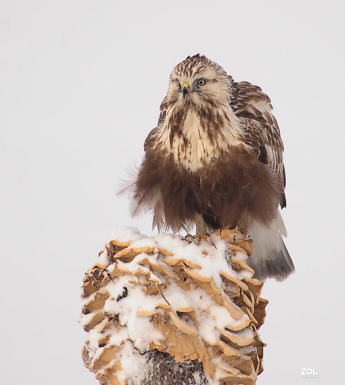嘚瑟，再嘚瑟也是只鸟，嘚瑟完了跑了