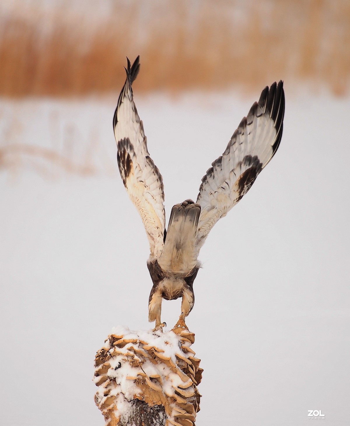 嘚瑟，再嘚瑟也是只鸟，嘚瑟完了跑了