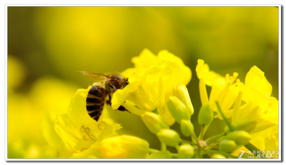 春天听花开的声音福建霞浦