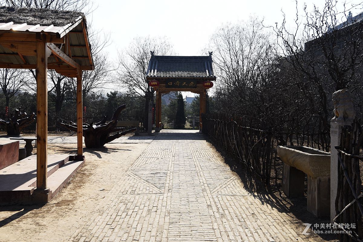 洪洞大槐树（二）